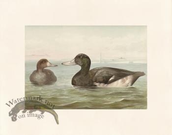 Pope 08 Blue Bill Duck